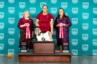 Shih Tzu #138 Sat Sun G2 Judge Tracey Kallas Valerie Piltz