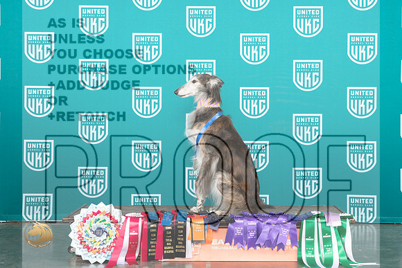 Silken Windhound #233 Fri Sat Sun G3 TD ROM_JP_5673_UKCVA2023_HR3