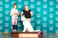 White Shepherd #136 Sun NT Judge Silke
