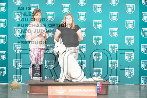 White Shepherd #136 Sun NT Judge Silke_JP_5691_UKCVA2023_HR3