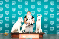White Shepherd #136 Thur-SunBOB