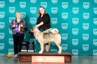 Akita #247 Fri BOBCH Judge Mary Ellen Meyer