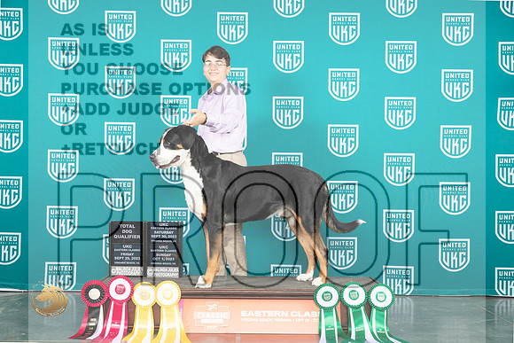 Greater Swiss Mountain Dog #104 Sun MultiGPTD_JP_5780_UKCVA2023_HR3