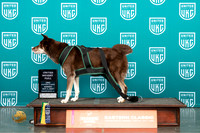 Husky Mix #238 Sun UWP Judge Tony