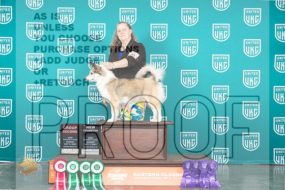 Icelandic Sheepdog #254 FrSun BOBCH _JP_5682_UKCVA2023_HR3