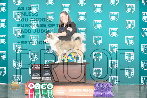 Icelandic Sheepdog #254 FrSun BOBCH _JP_5681_UKCVA2023_HR3