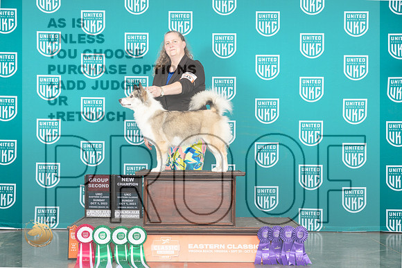Icelandic Sheepdog #254 FrSun BOBCH _JP_5683_UKCVA2023_HR3