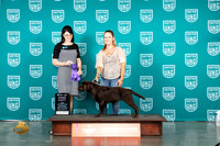 Labrador Retriever #PBIS Judge Diana Brumbaugh