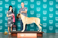 Mastiff #187 Sun G2 Judge Diana Brumbaugh