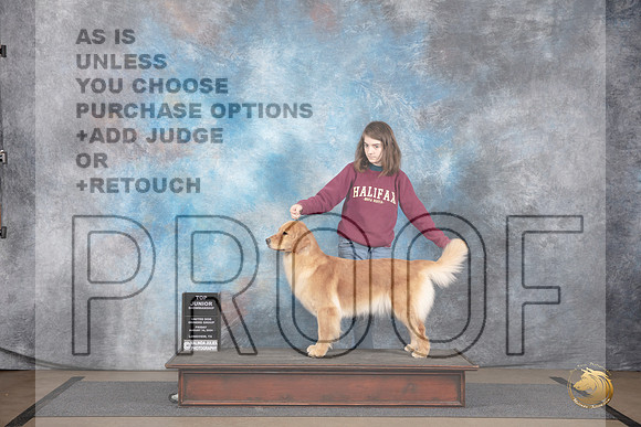Golden Retriever #108 Fri BJr Judge Jon Julien__JP_2370_LongviewTX_2024_HR3