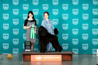 Poodle Std Sat G3 Judge Diana Brumbaugh