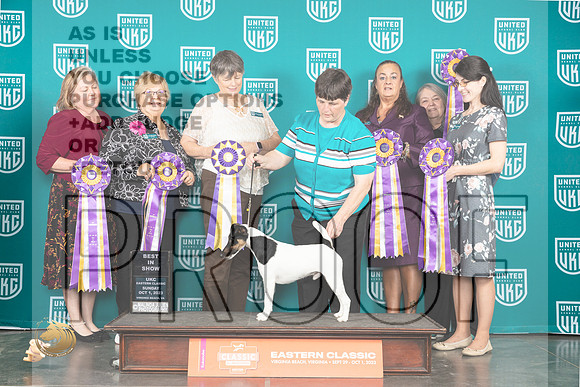 Smooth Fox Terrier #117 BIS_JP_5888_UKCVA2023_HR3