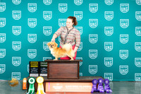Tibetan Spaniel #221 FSS BOB CH