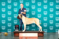 Mastiff #189 Sat G2 Judge Sheree Sanchez