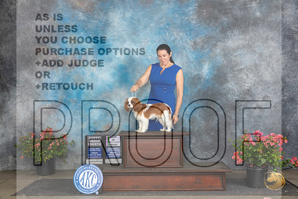 Cavalier King Charles Spaniels #9 Fri BISweeps SweepsG4 Judge Claire Wisch Abraham__JP_4368_San Antonio_2024_HR3