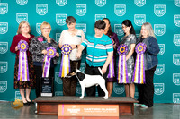 Smooth Fox Terrier #117 BIS