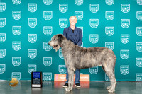 Irish Wolfound #256 Sun G1 Judge Mary Ellen Meyer