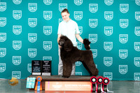 Poodle Std #204 Sat Sun BOW TD
