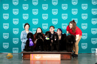 Poodle Std First Show