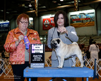 Pug #25 Sat WD Maj