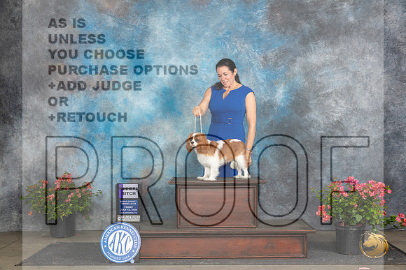 Cavalier King Charles Spaniel #14 Fri WB Judge Polly (Mrs Robert) D Smith__JP_4332_San Antonio_2024_HR3