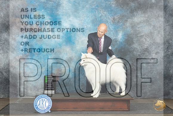 Samoyed #8 Mon OHG2 Judge Gerard Penta__JP_4598_Lubbock_2024_HR3