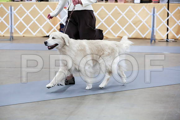 8-10 Vet Dog Thurs RingMJJL4209-HR3