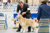 Am Bred Dog Thurs Rings