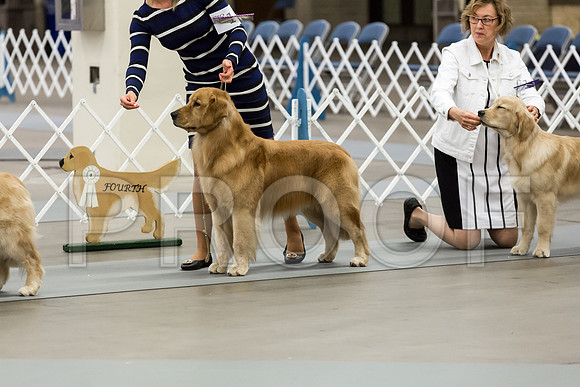 BBX Dog Thur RingMJJL2416-HR3
