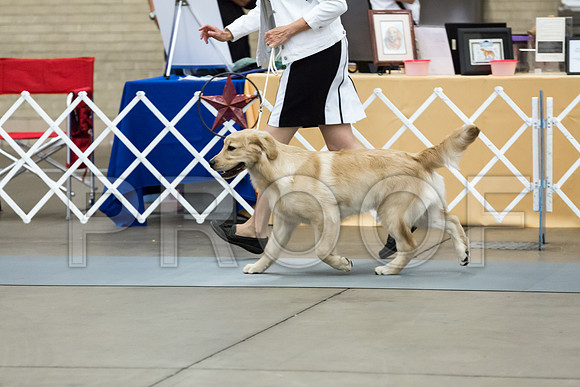 BBX Dog Thur RingMJJL2448-HR3