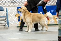 Open Dog Thur Ring