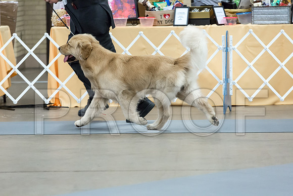 Open Dog Thur RingMJJL2536-HR3