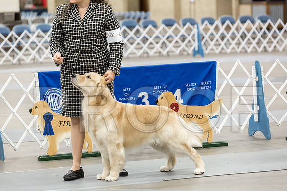 Open Dog Thur RingMJJL2545-HR3