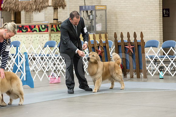 Open Dog Thur RingMJJL2549-HR3