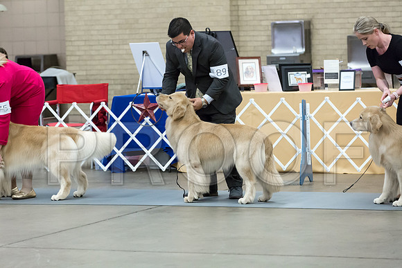 Open Dog Thur RingMJJL2551-HR3