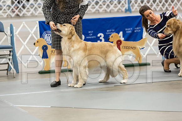 Open Dog Thur RingMJJL2554-HR3