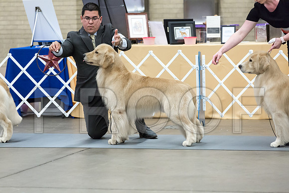 Open Dog Thur RingMJJL2563-HR3