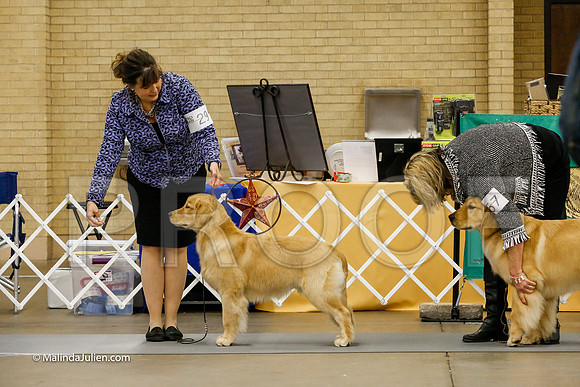 6-9 Dogs Sweeps Friday Rings_CL_0071-HR3