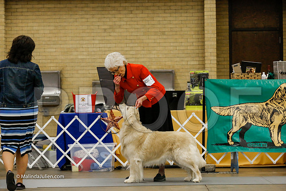 8-10 Vet Dog Sweeps Friday Rings_CL_1206-HR3