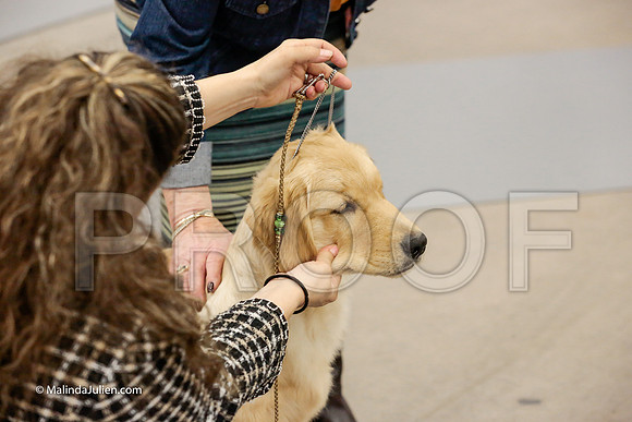 Best Puppy Thurs Rings_ST_1732-HR3