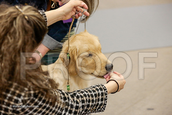 Best Puppy Thurs Rings_ST_1733-HR3