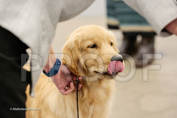 Best Puppy Thurs Rings_ST_1736-HR3