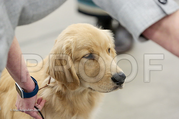 Best Puppy Thurs Rings_ST_1737-HR3