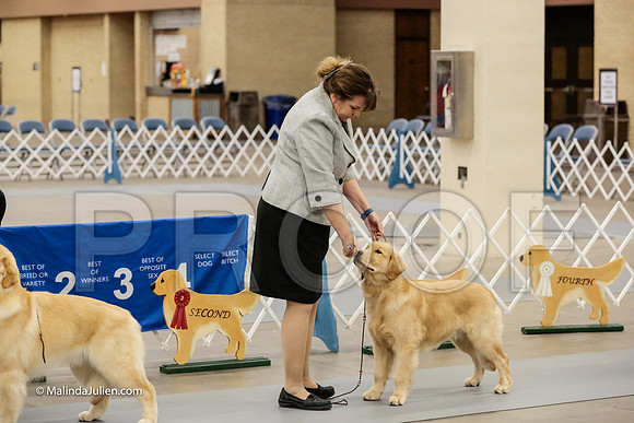 Best Puppy Thurs Rings_ST_1751-HR3