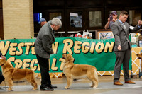 Best of Breed Friday Rings