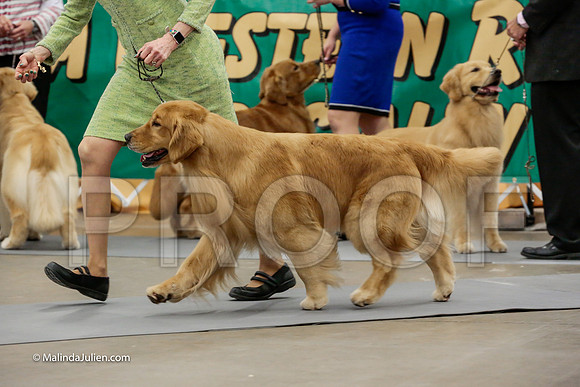 Best of Breed Friday Rings_ST_4633-HR3