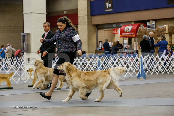 Open Dog Friday Ring_CL_2346-HR3