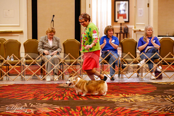 _JJ_9096-HstnCorgiFeb2015-HR3