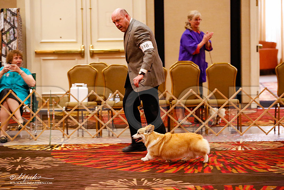 _JJ_9212-HstnCorgiFeb2015-HR3