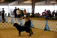 Rottweiler Sun Ring Sun Ring Nov 2013